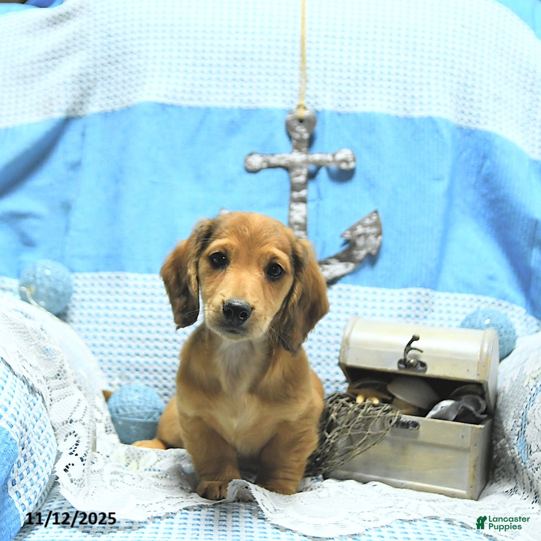 Miniature Dachshund dogs for sale: Asher - Ad 10