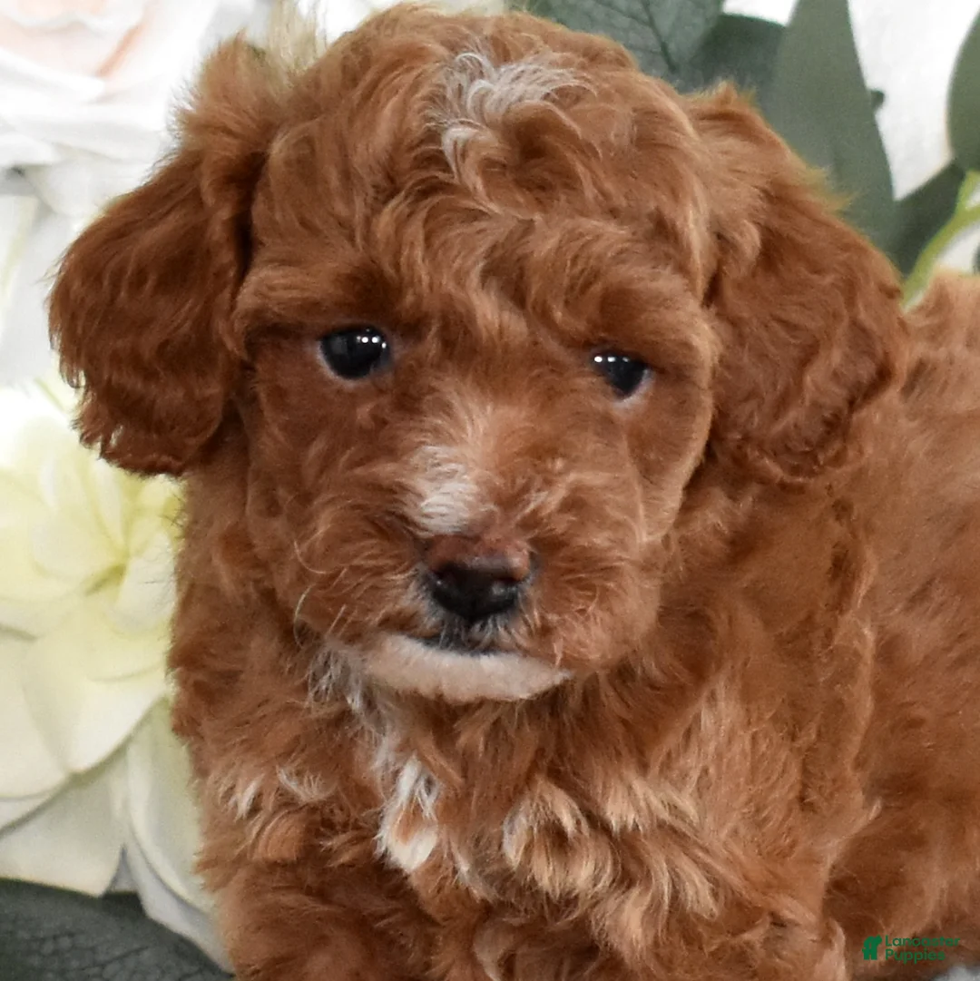 Toy Poodle dogs for sale: Petunia  - Ad 1
