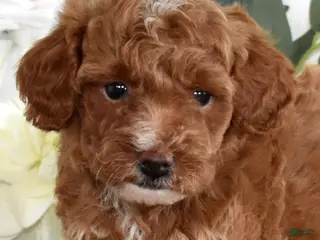 Toy Poodle dogs for sale: Petunia - Ad 3