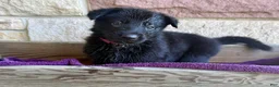 German Shepherd dogs for sale: Gwen - Ad 10