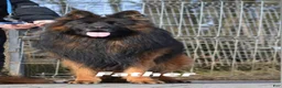 German Shepherd dogs for sale: Xena - Ad 8