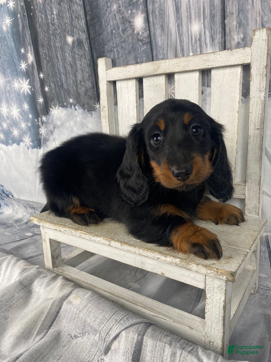 Miniature Dachshund dogs for sale: Daisy - Ad 4