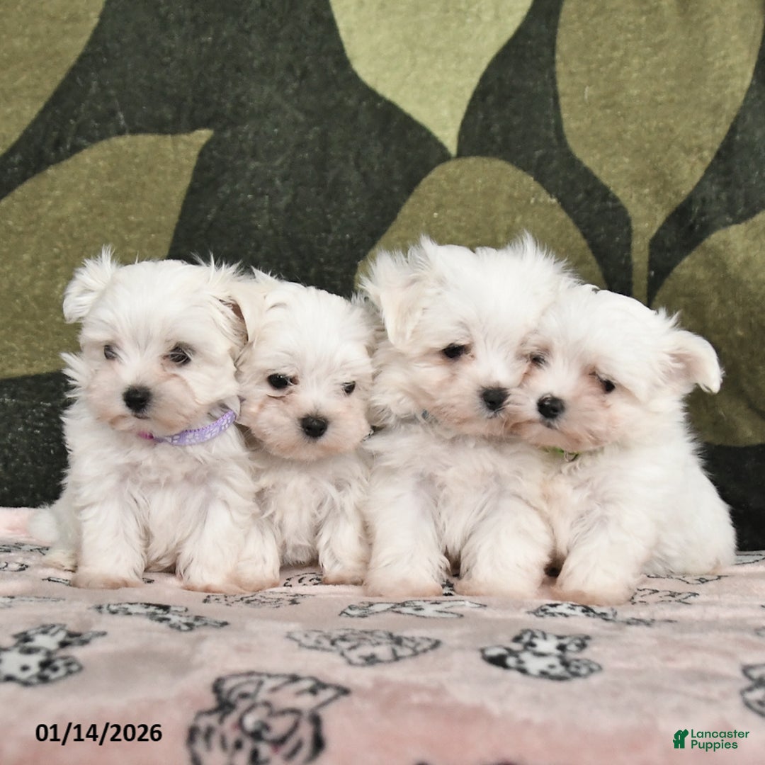 Maltese dogs for sale: Iris - Ad 5