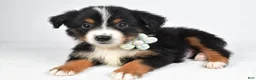 Miniature Australian Shepherd dogs for sale: Khloe - Ad 6