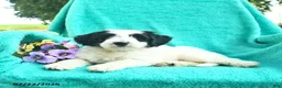 Bordoodle dogs for sale: Dapper  - Ad 3