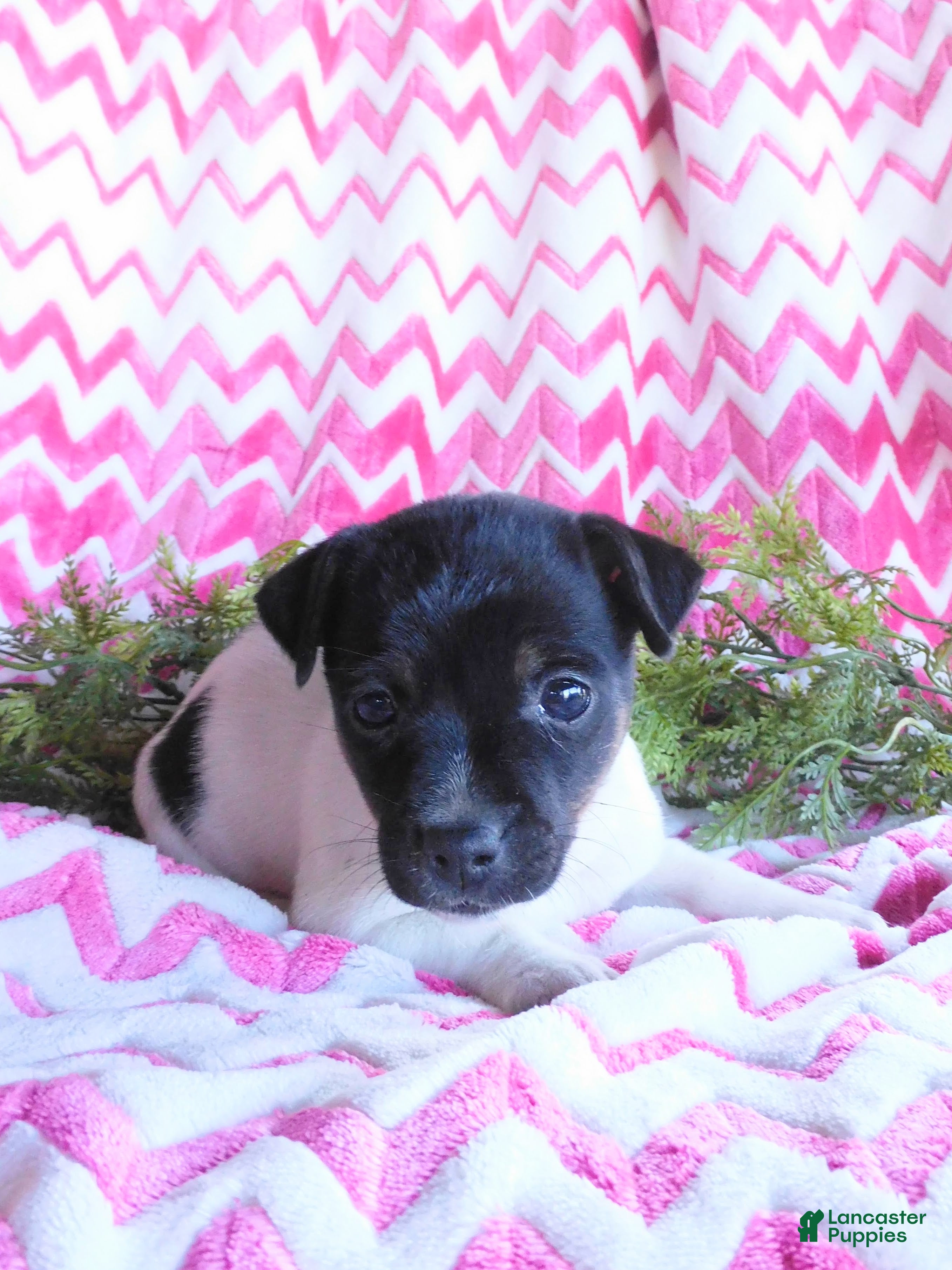 Jack Russell Terrier dogs for sale: Meeny - Ad 1