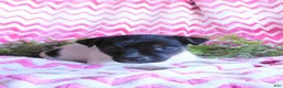 Jack Russell Terrier dogs for sale: Meeny - Ad 1