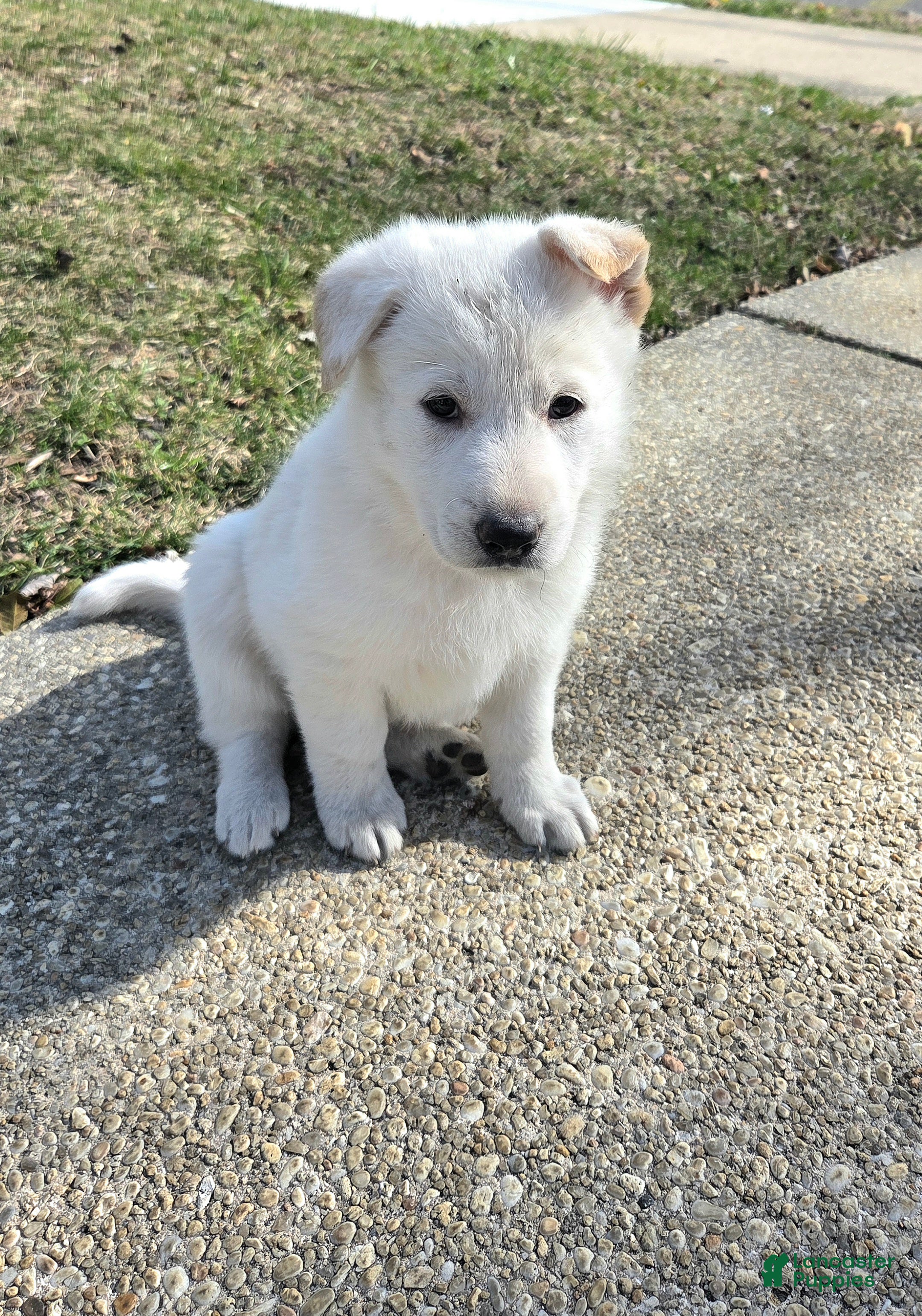 German Shepherd dogs Candy - Ad 1