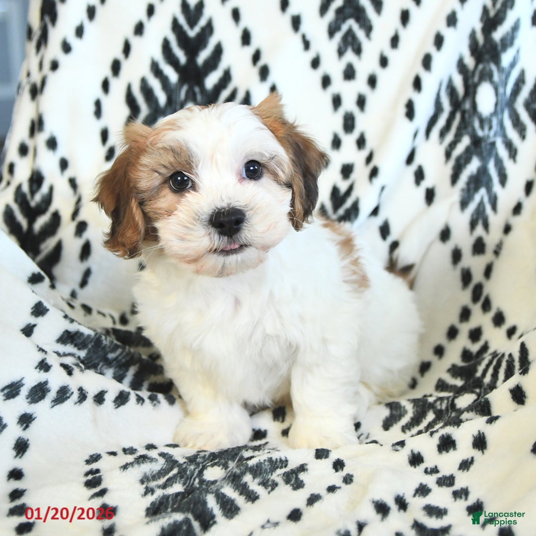 Teddy Bear dogs for sale: Robby - Ad 3