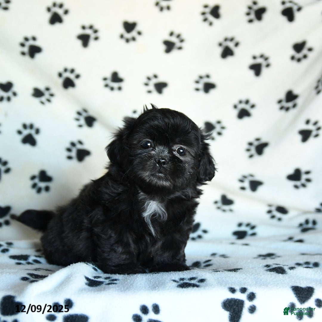 Shih Tzu dogs for sale: Noel - Ad 2