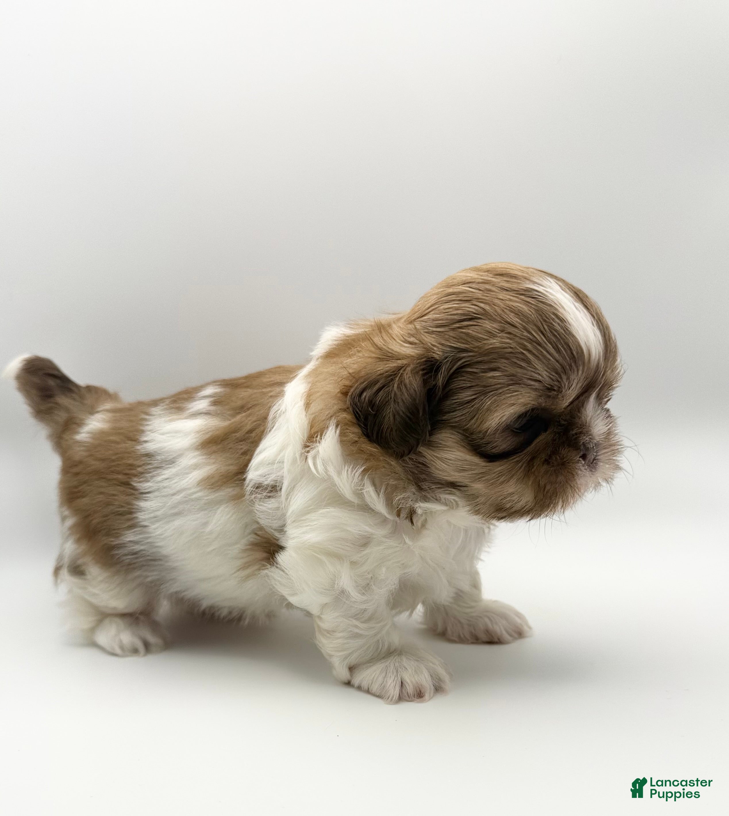 Shih Tzu dogs for sale: Lance - Ad 2
