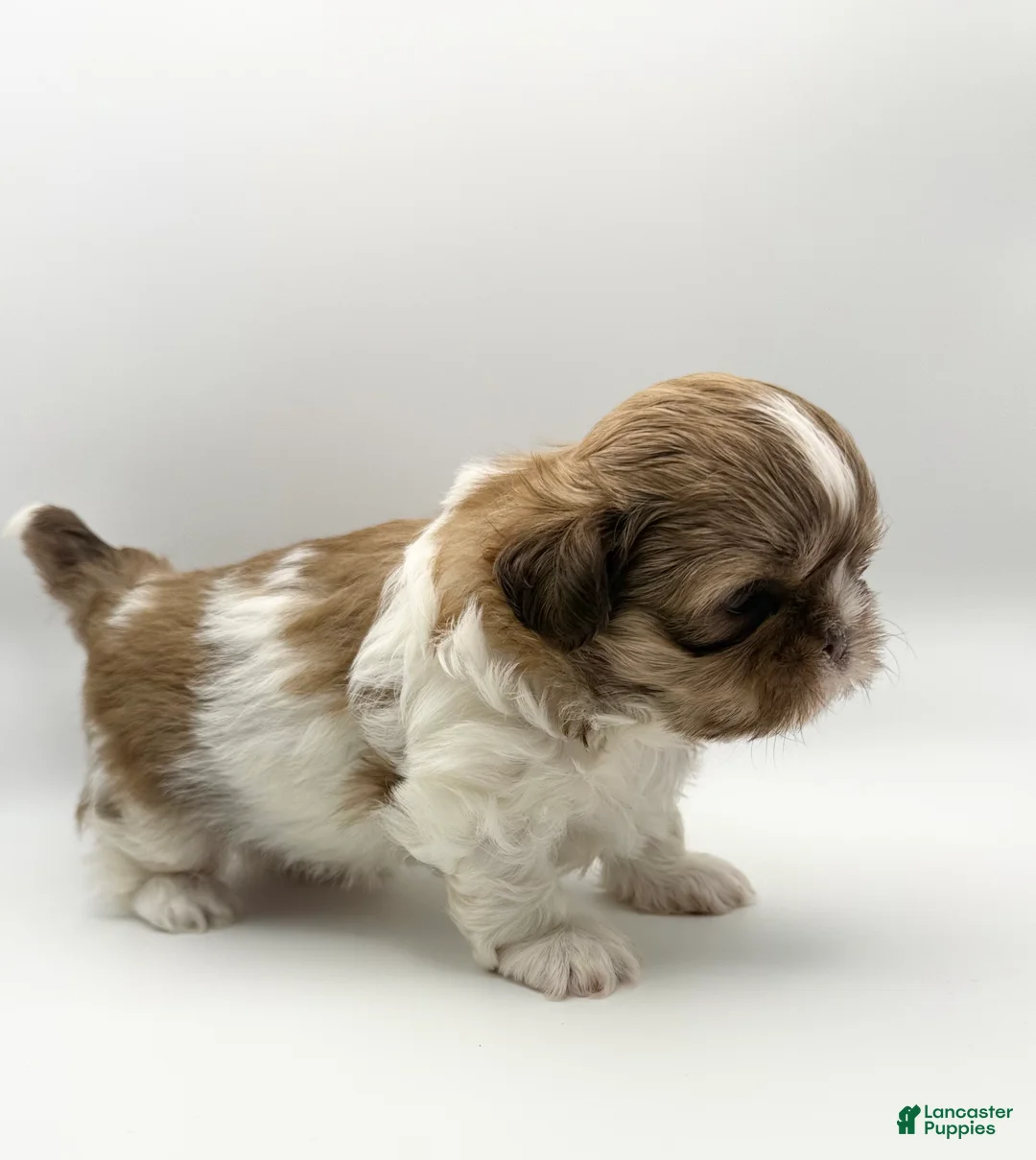 Shih Tzu dogs for sale: Lance - Ad 2