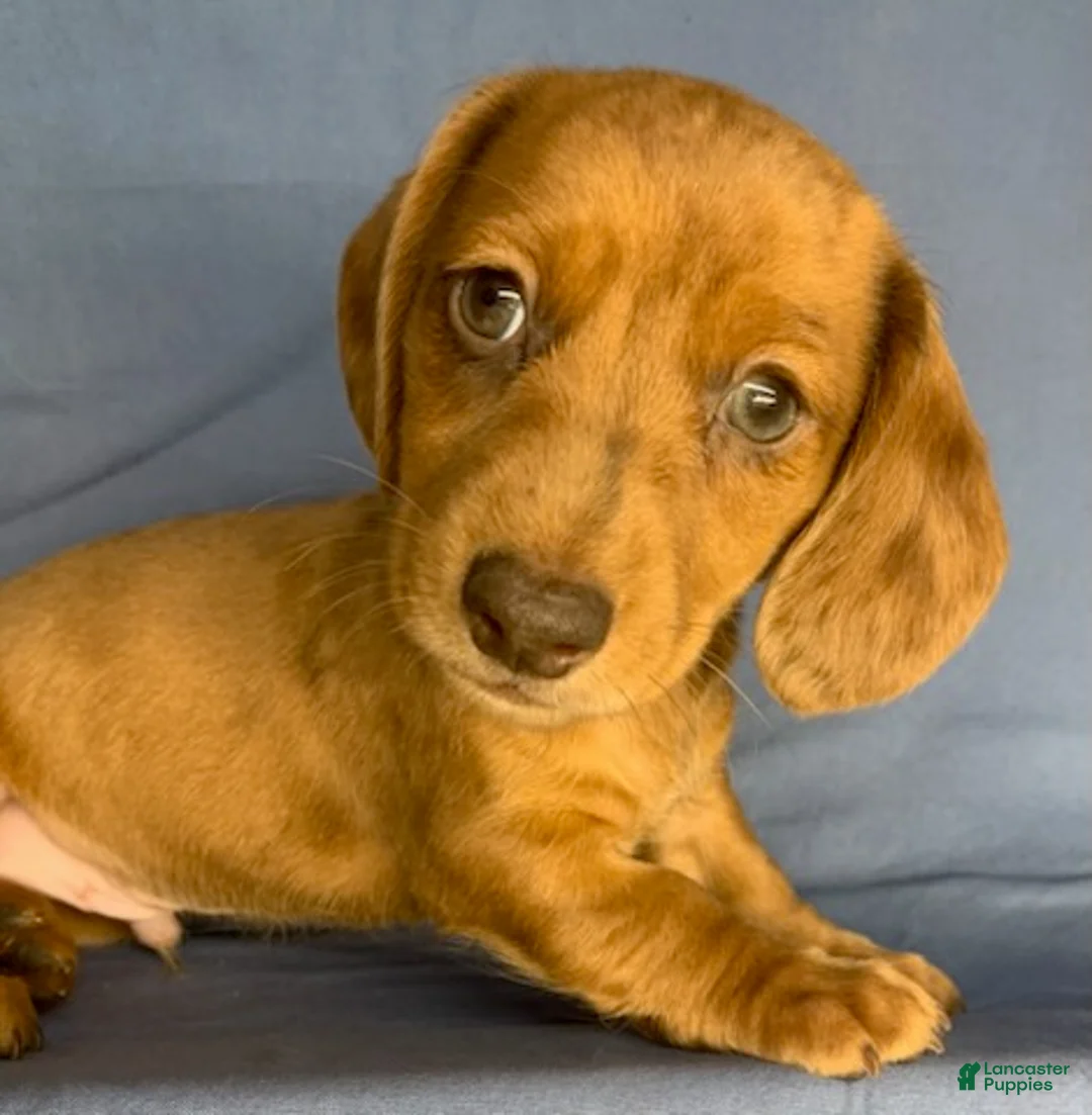 Miniature Dachshund dogs for sale: Chip - Ad 1