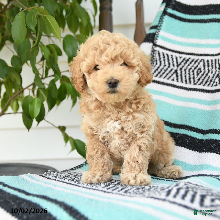 Miniature Poodle dogs Tessa - Ad 2