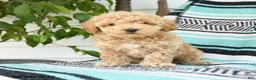 Miniature Poodle dogs for sale: Tessa - Ad 2