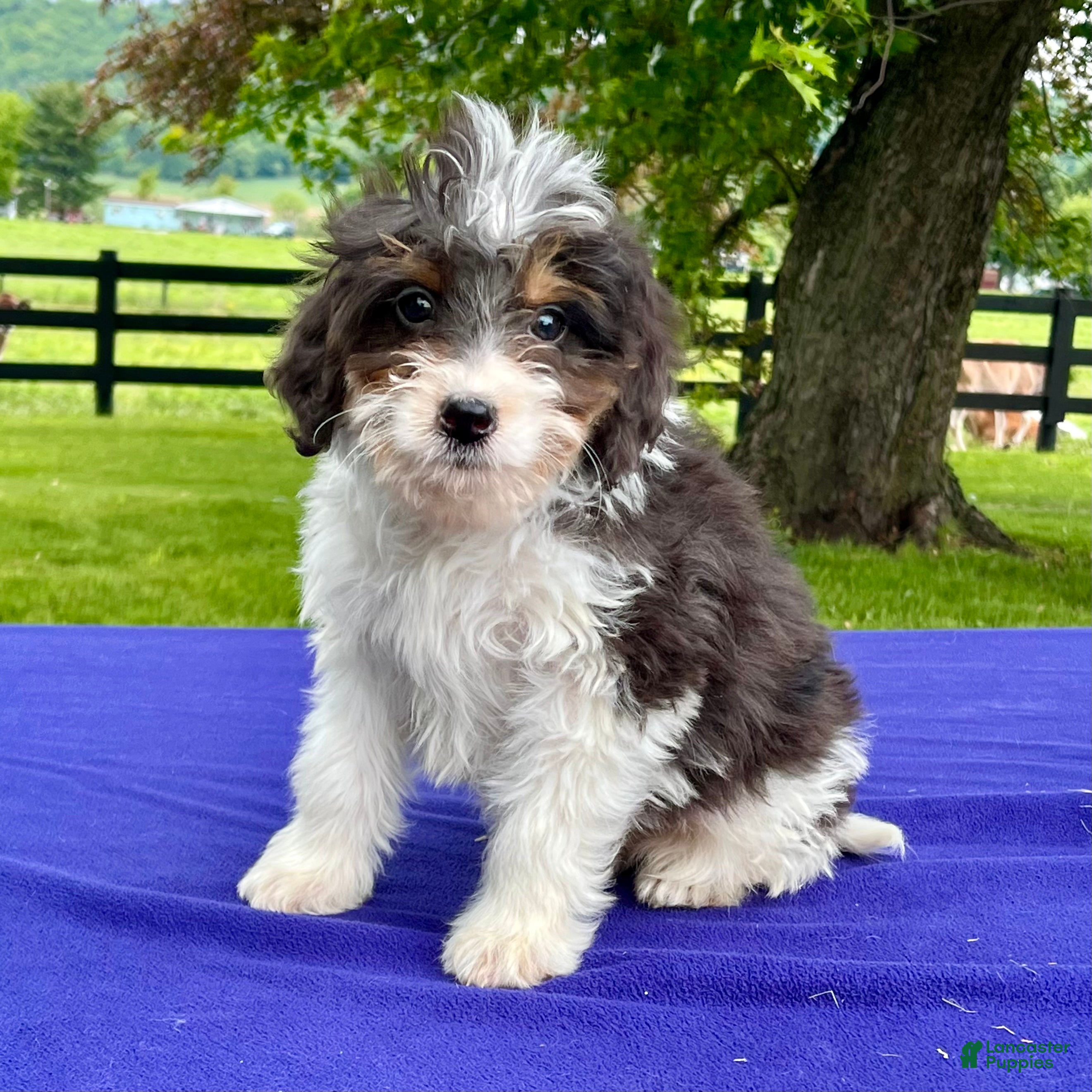 Bernedoodle dogs Norman - Ad 1