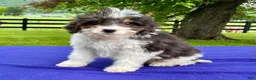 Bernedoodle dogs for sale: Norman - Ad 1