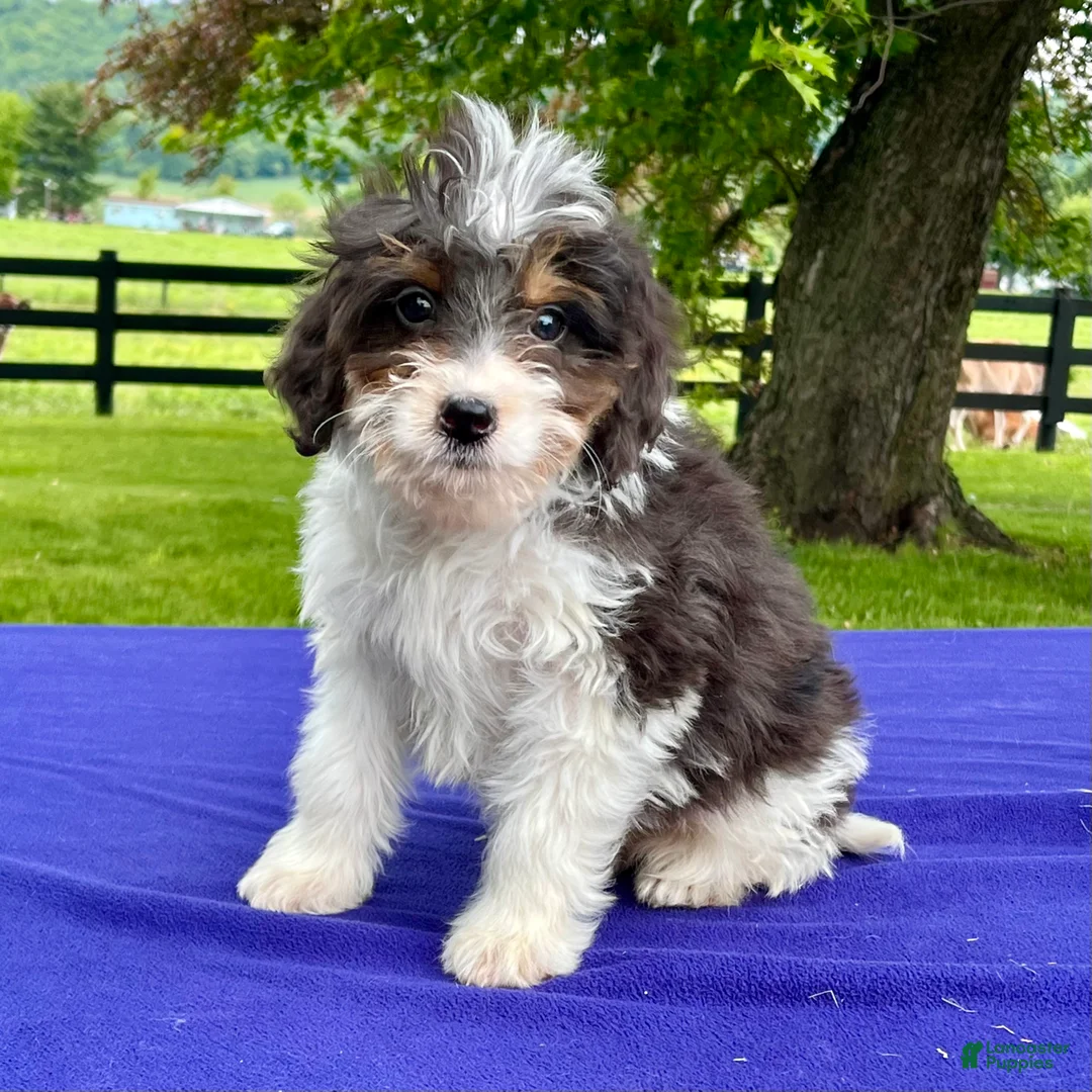 Bernedoodle dogs for sale: Norman - Ad 1