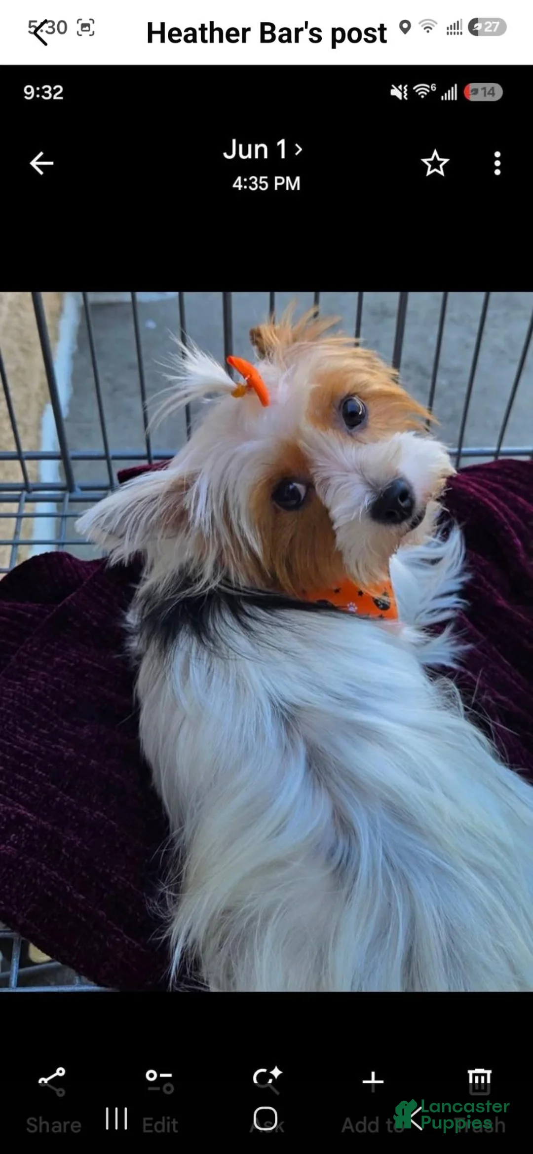 Yorkshire Terrier dogs for sale: Yorkshire Terrier 2 - Ad 2