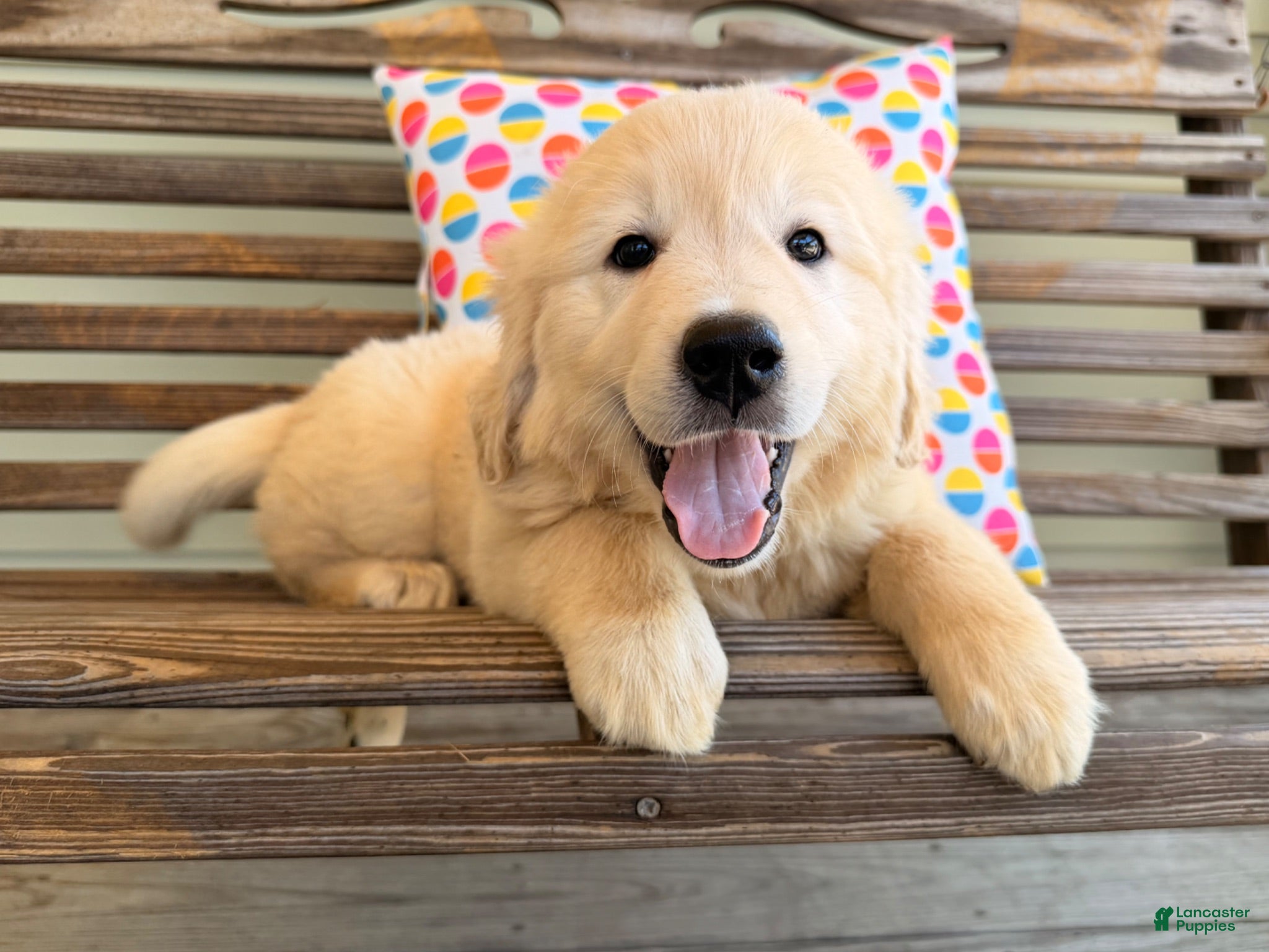 Golden Retriever dogs Sizzle  - Ad 1