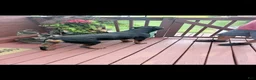 Rottweiler dogs for sale: Rottweiler 1 - Ad 4