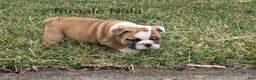 English Bulldog dogs for sale: English Bulldog Puppy 3 - Ad 3