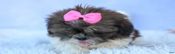 Shih Tzu dogs for sale: RUBY - Ad 10