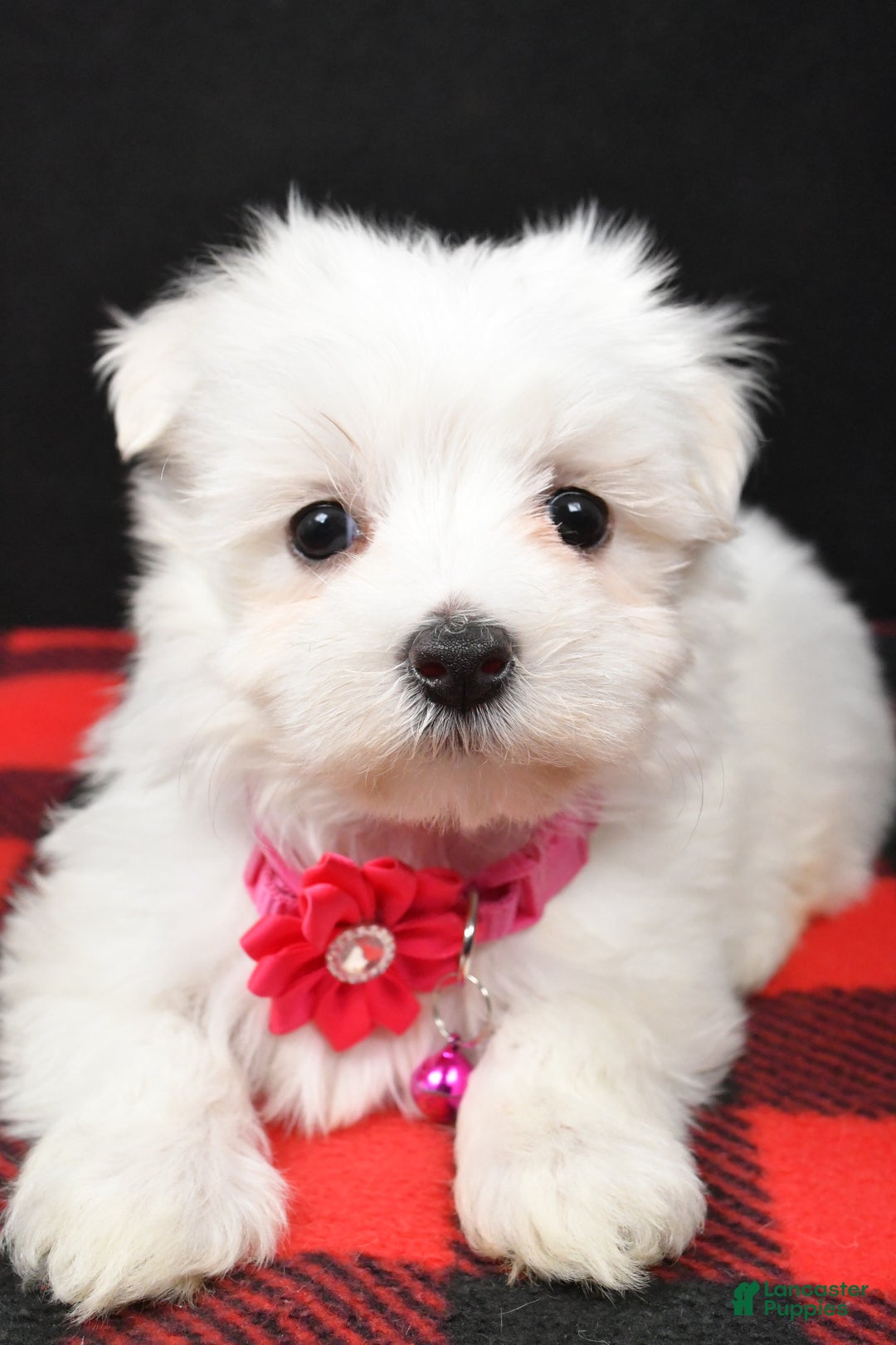 Maltese dogs for sale: Molly - Ad 5
