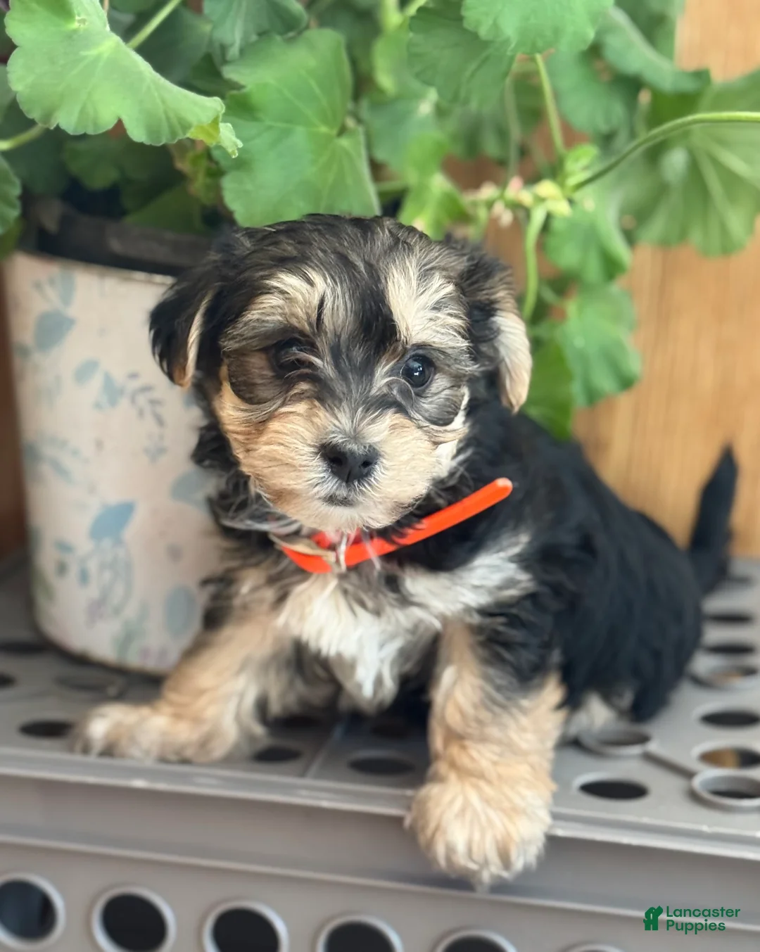 Morkie dogs for sale: Bridgette - Ad 7