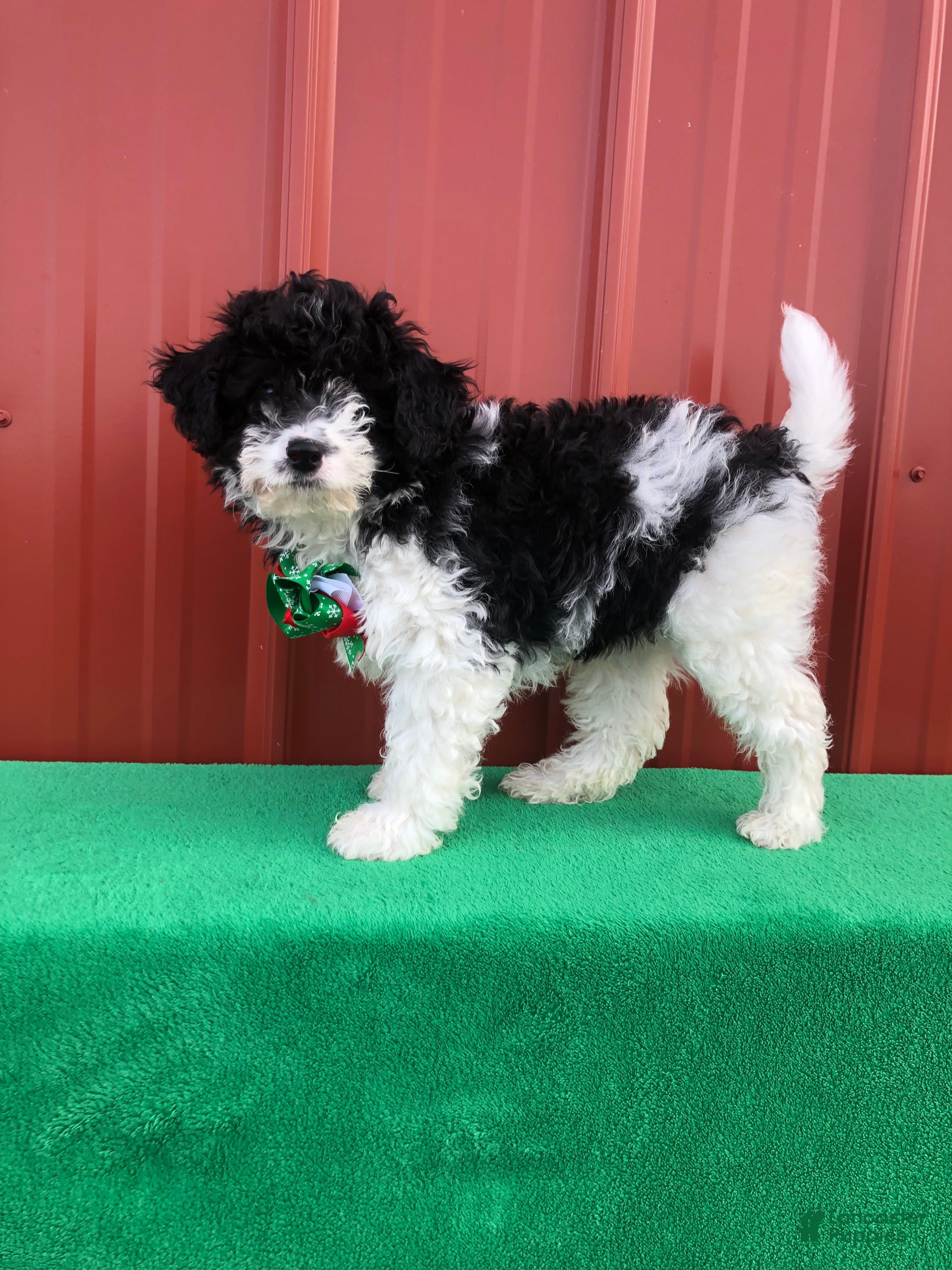 Mixed Breed dogs Scout - Ad 25