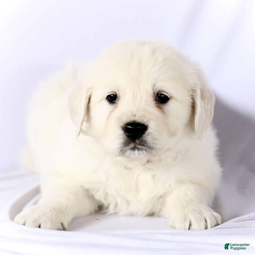 Golden Retriever dogs for sale: Sailor  - Ad 1