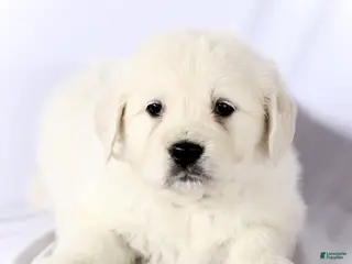 Golden Retriever dogs Sailor - Ad 13