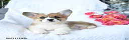 Welsh Corgi Pembroke dogs for sale: Koko - Ad 2