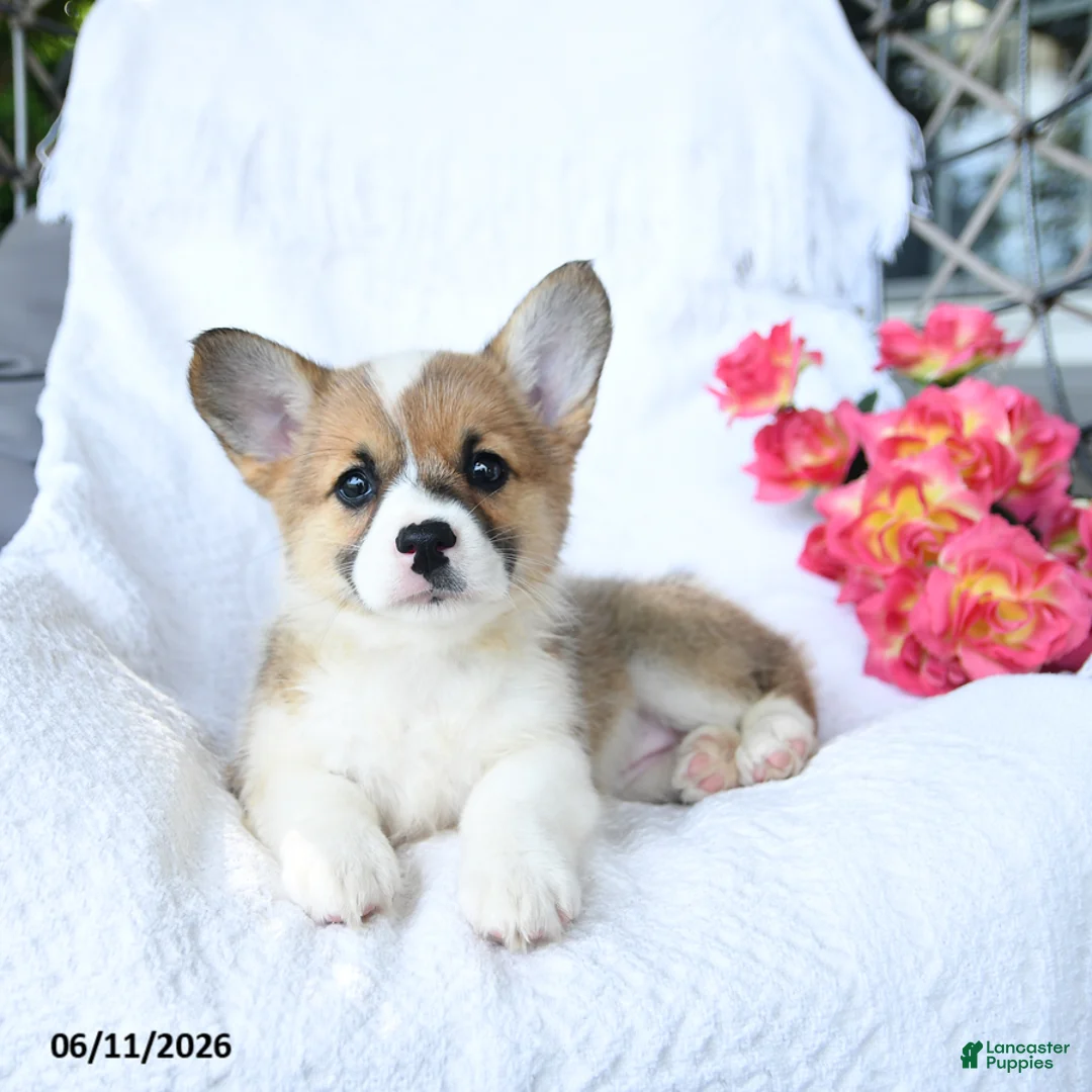 Welsh Corgi Pembroke dogs for sale: Koko - Ad 2