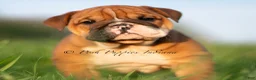 English Bulldog dogs for sale: Duchess AKC - Ad 5