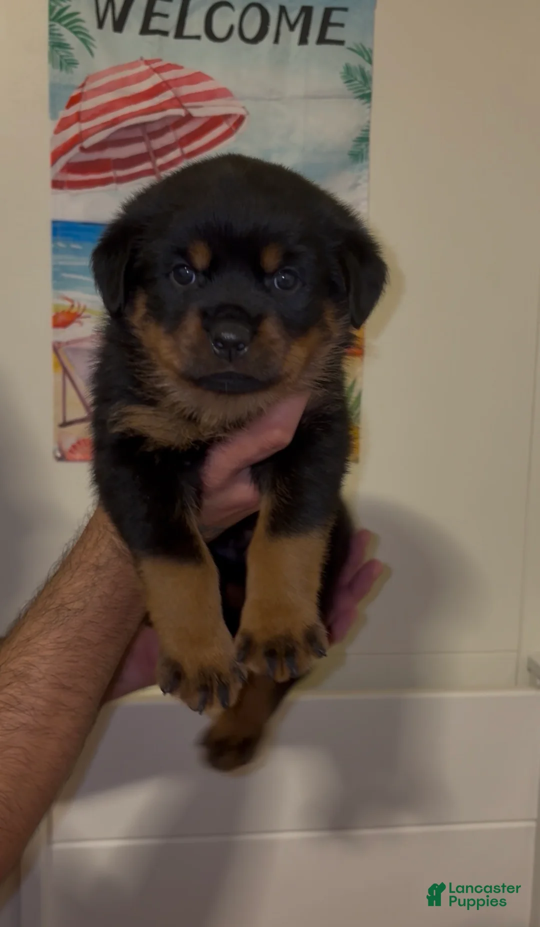 Rottweiler dogs for sale: Rottweiler Male Puppy - Ad 2