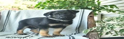 German Shepherd dogs for sale: Gus  - Ad 5