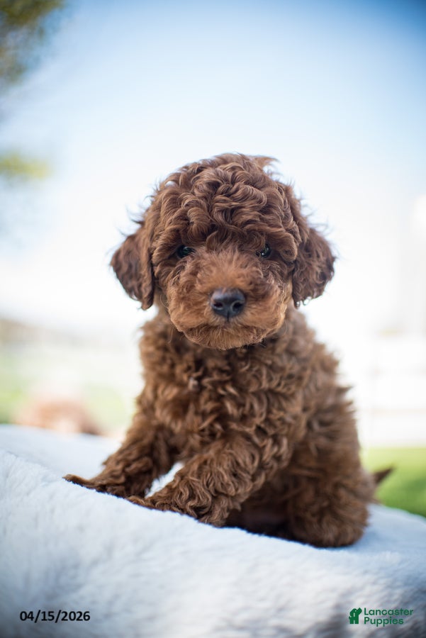 Miniature Poodle dogs Jack - Ad 1