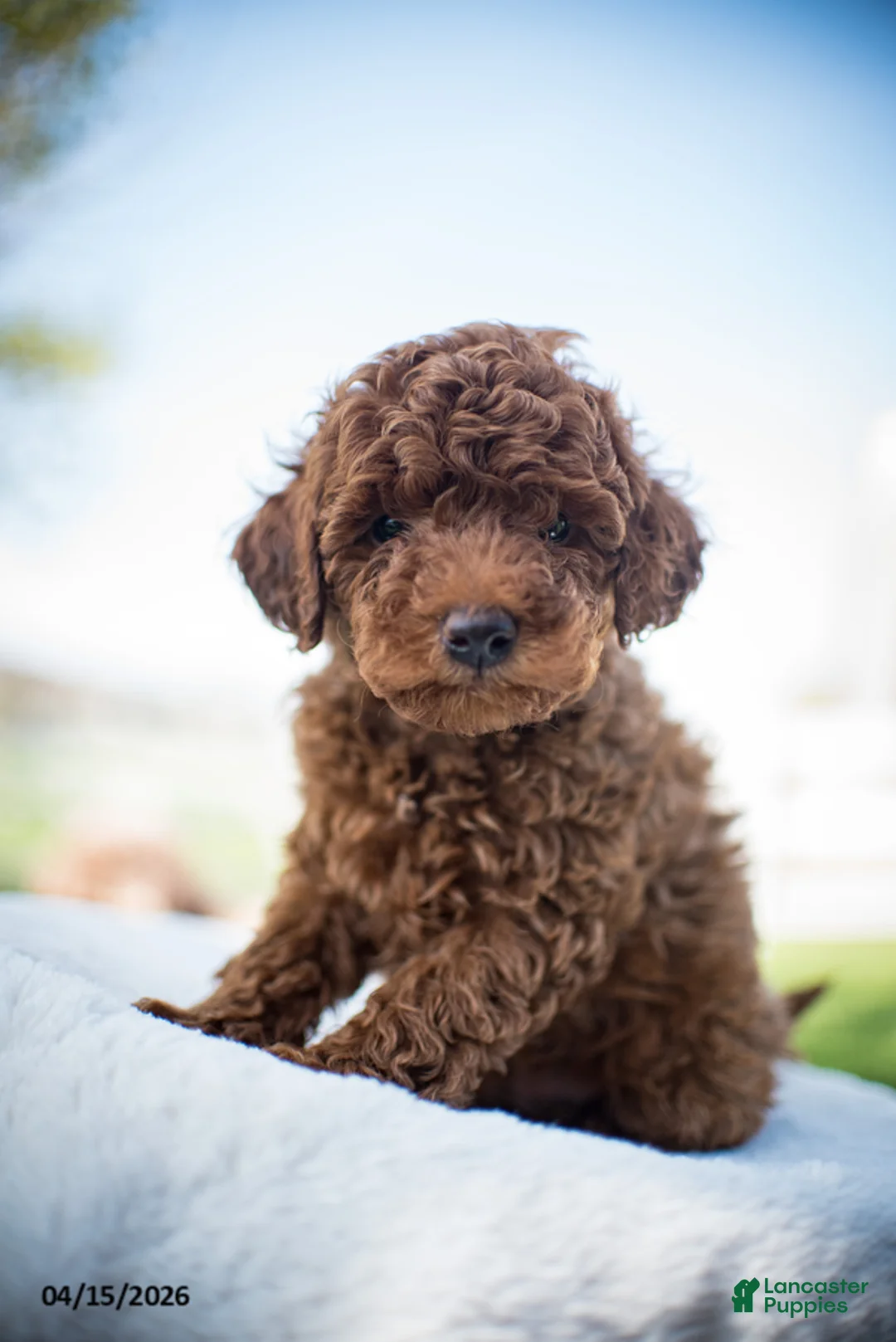 Miniature Poodle dogs for sale: Jack - Ad 1