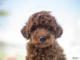 Miniature Poodle dogs for sale: Jack - Ad 3
