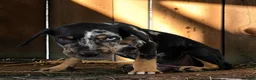 Catahoula Leopard Dog dogs for sale: Gypsie 2026 Male 2 - Ad 4