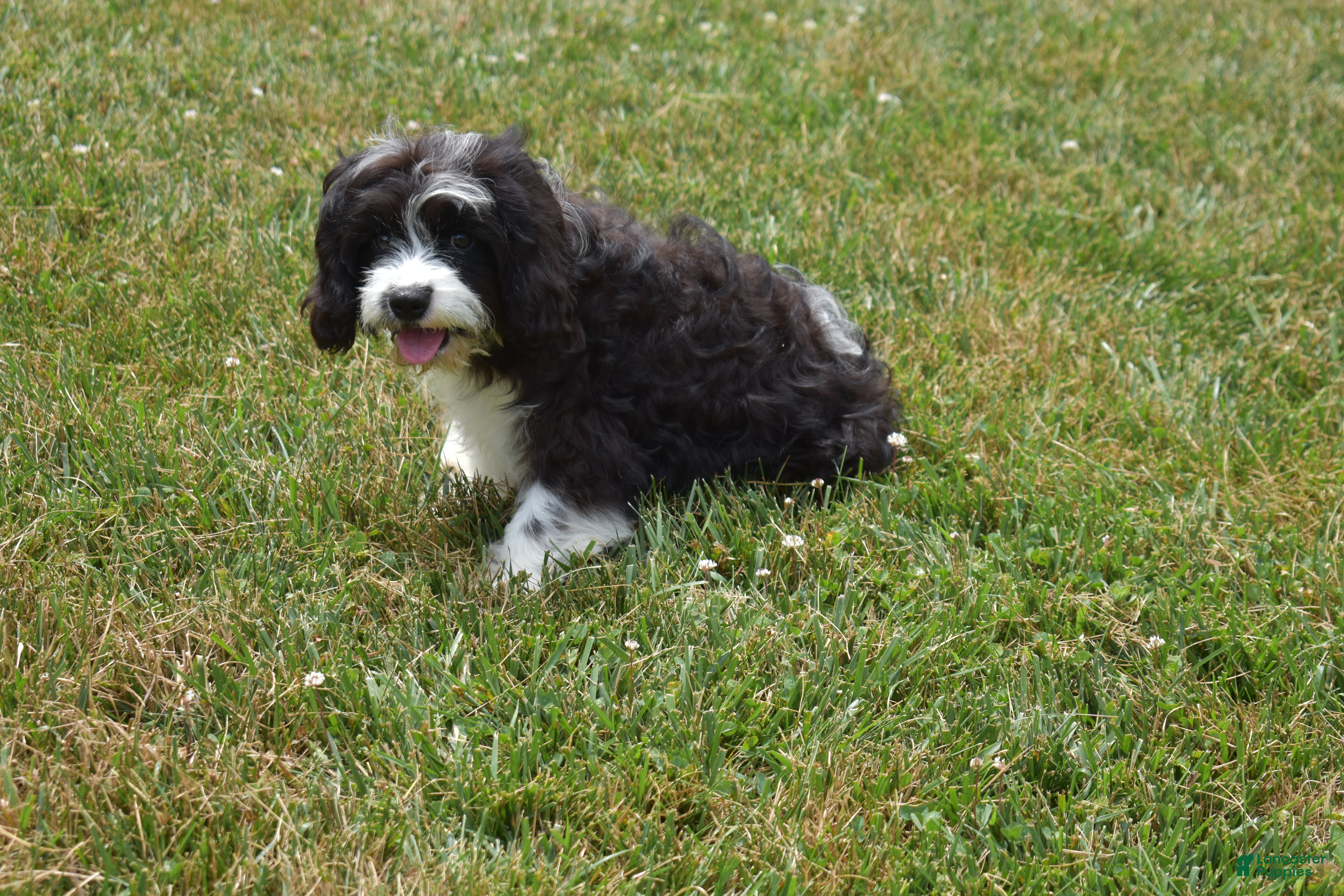 Cavapoo dogs Leanna - Ad 2
