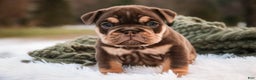 English Bulldog dogs for sale: Brutus - Ad 5