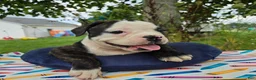 Olde English Bulldogge dogs for sale: Alice - Ad 7