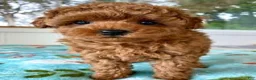 Toy Poodle dogs for sale: Ray - Ad 1