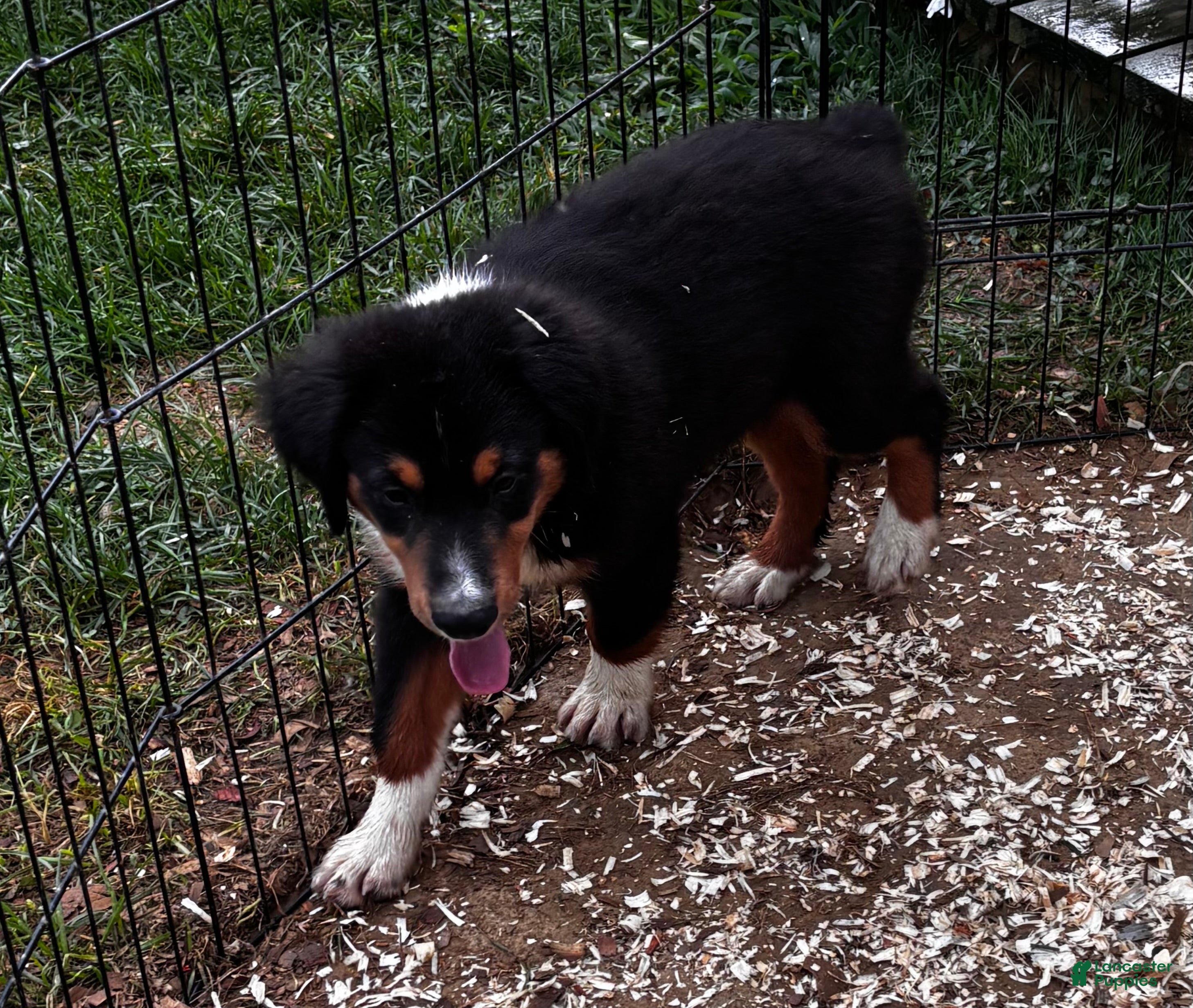 Miniature Australian Shepherd dogs #9 Sam - Ad 2
