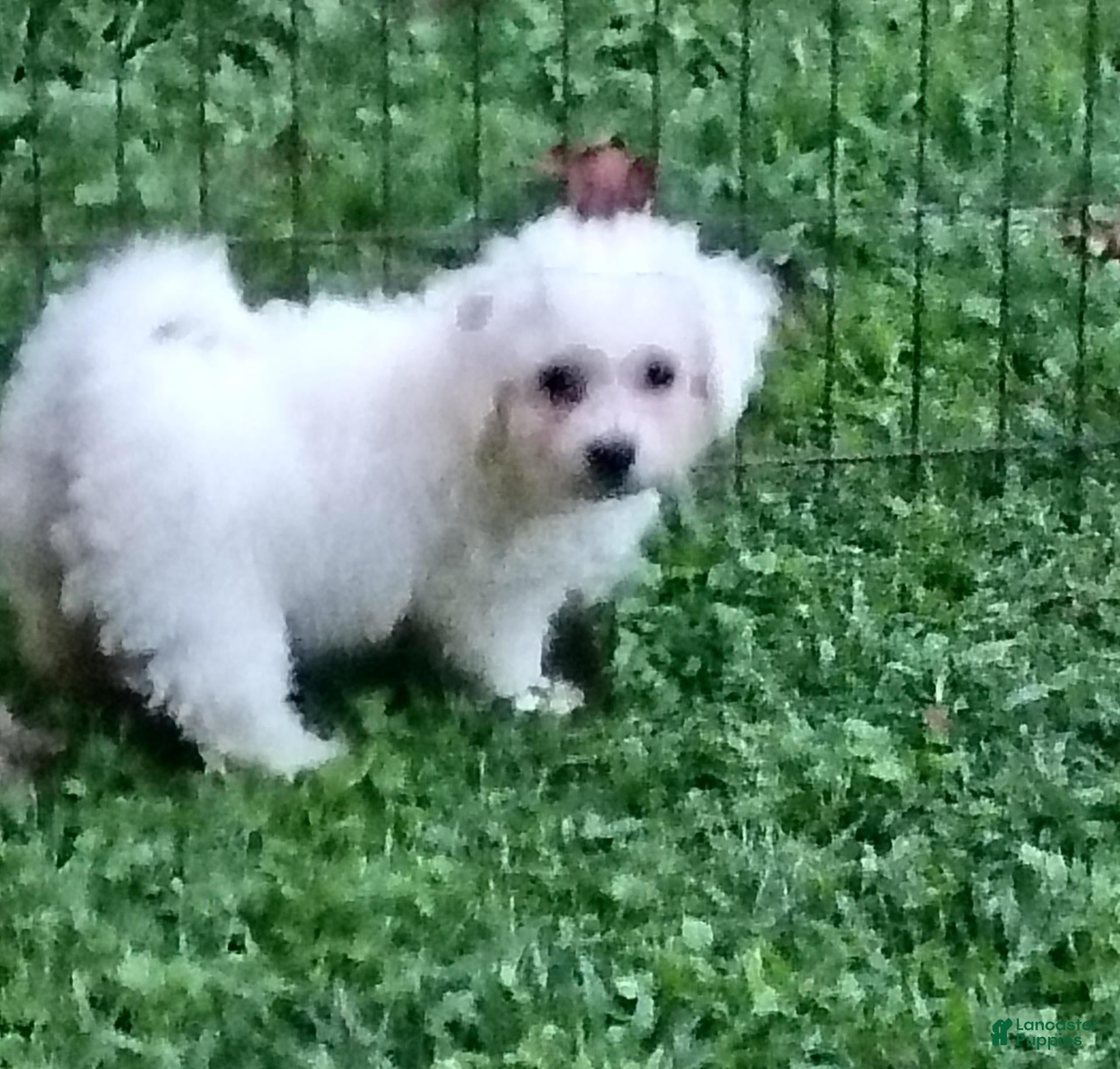 Bichon Frise dogs Snow  - Ad 2