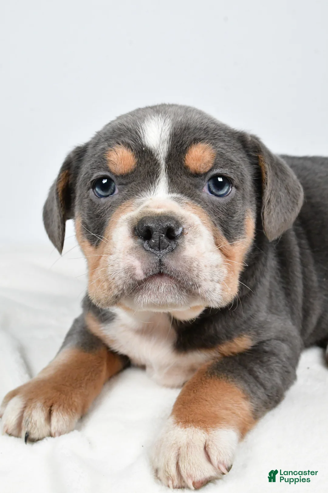 Beabull dogs for sale: Carter - Ad 6