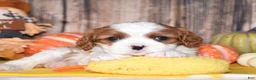 Cavalier King Charles Spaniel dogs for sale: Cassie - Ad 2
