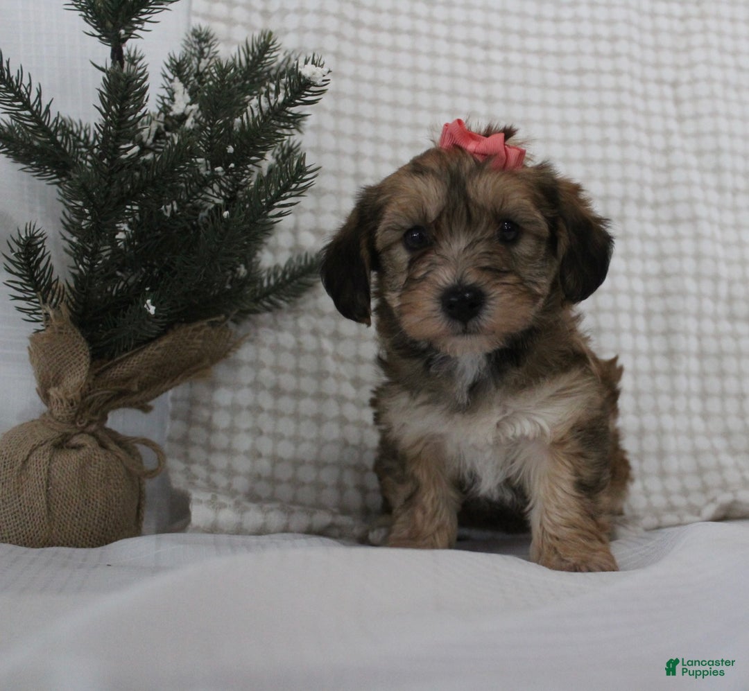 Yorkiepoo dogs for sale: Aurora - Ad 4
